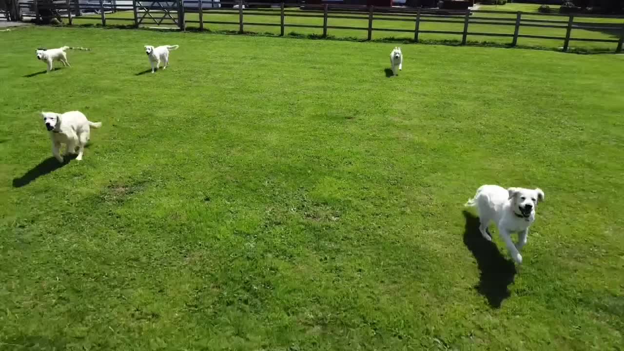 Golden Retriever dogs for sale: KC REG girl via POLICE trained dog behaviourist  - Video 2