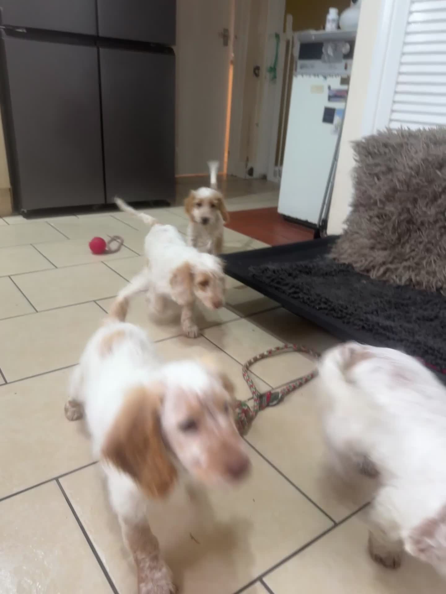 Cockapoo dogs for sale: 5🌟licensed breeder F1 Cockapoo's - Video 1