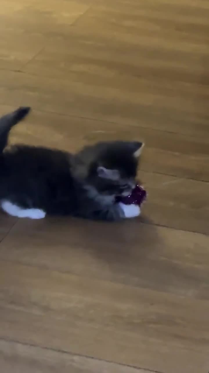 Domestic Shorthair cats for sale: 4 gorgeous kittens for sale - Video 3