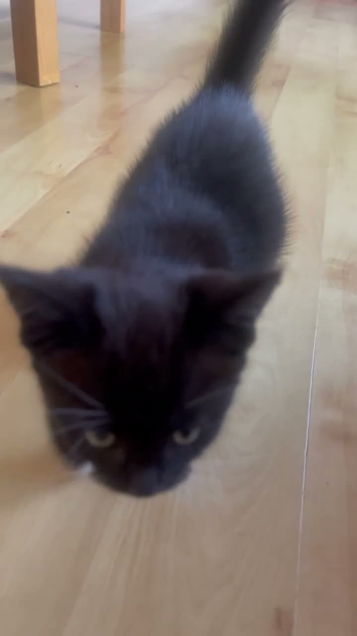 Mixed Breed cats for sale: 1 Beautiful Female Kitten Left  - Video 4