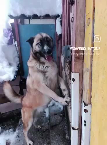 Mixed Breed dogs for adoption:  RONI  - Video 1