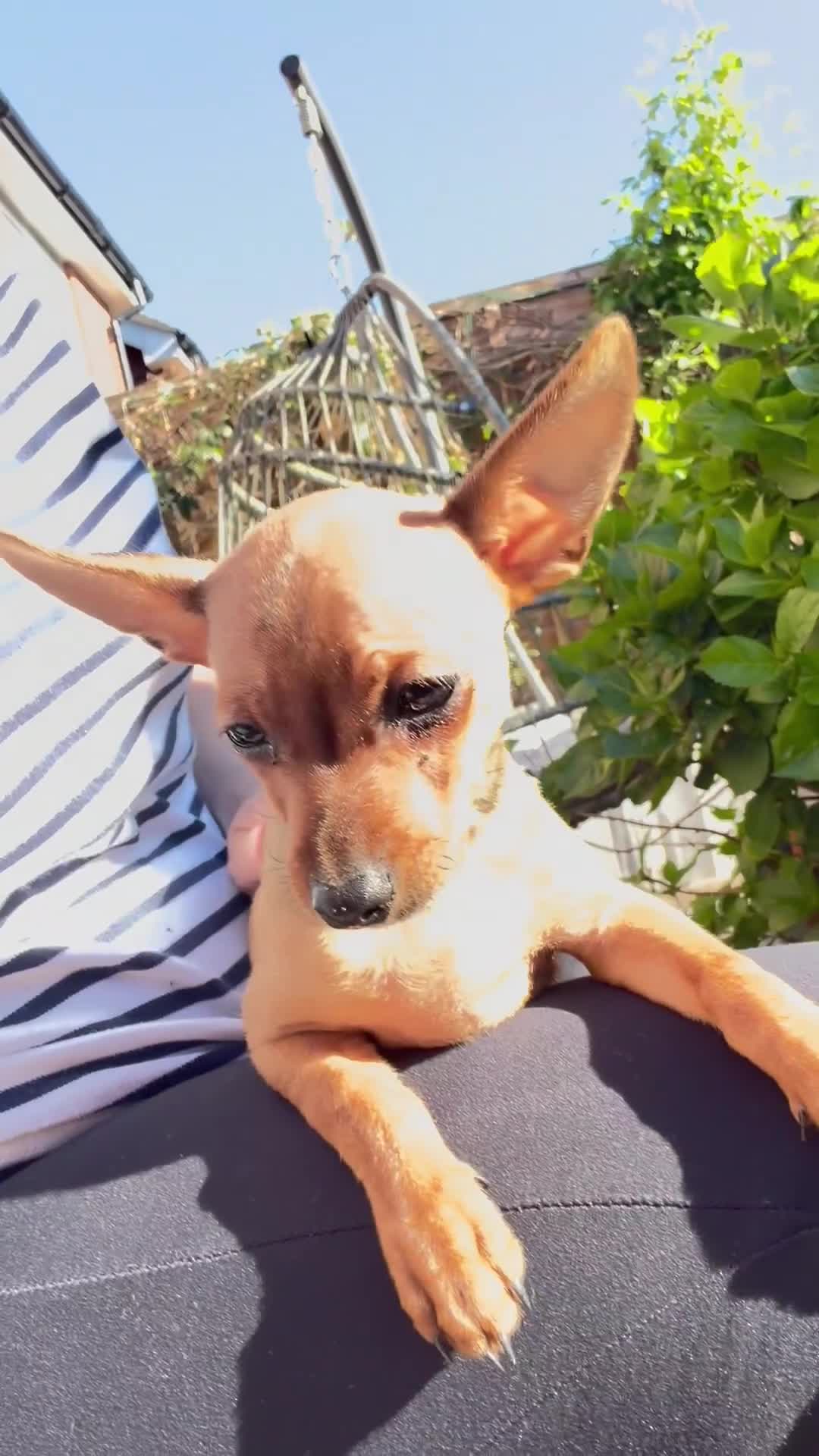 Russian Toy Terrier dogs for sale: Russian Toy Terrier - Video 2