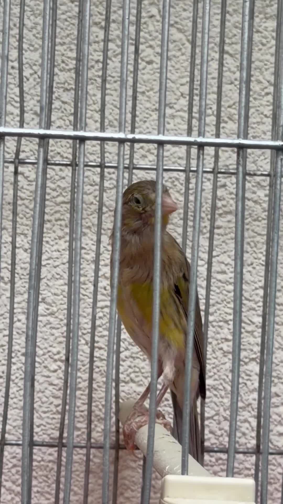 Canaries birds for sale: Canary  - Video 2