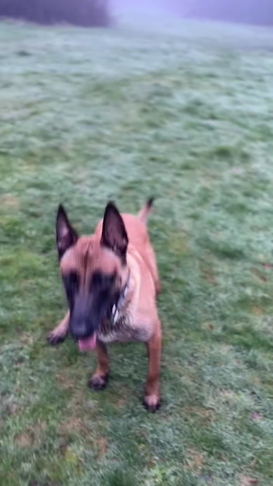 Belgian Shepherd Dog dogs for sale: Stunning Female Belgian Malinois 3 Year Old - Video 1