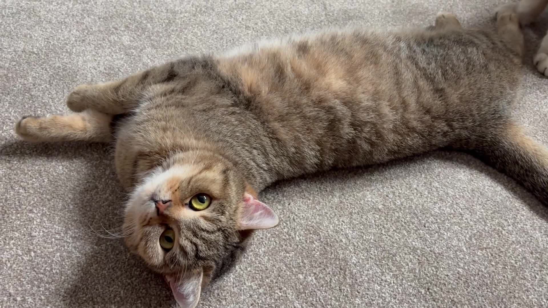 British Shorthair cats for sale: Golden Ticked Tabby GCCF British Shorthair - Video 2