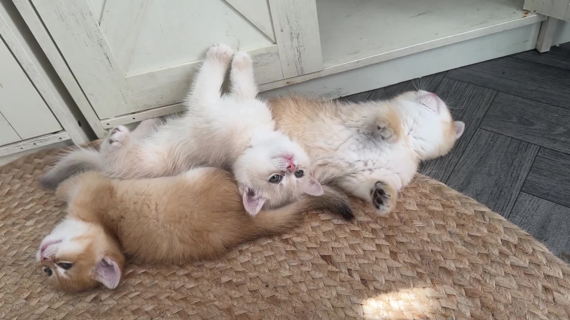 British Shorthair cats for sale: Two NY12 girls Available  - Video 1