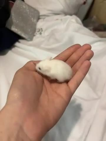 Hamster rodents for sale: 4 roborovski hamsters - Video 3