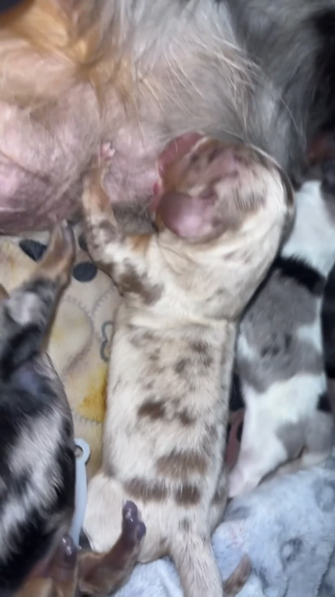 Miniature Dachshund dogs for sale: Stunning miniature Daschunds ❤️🌈💕 - Video 2