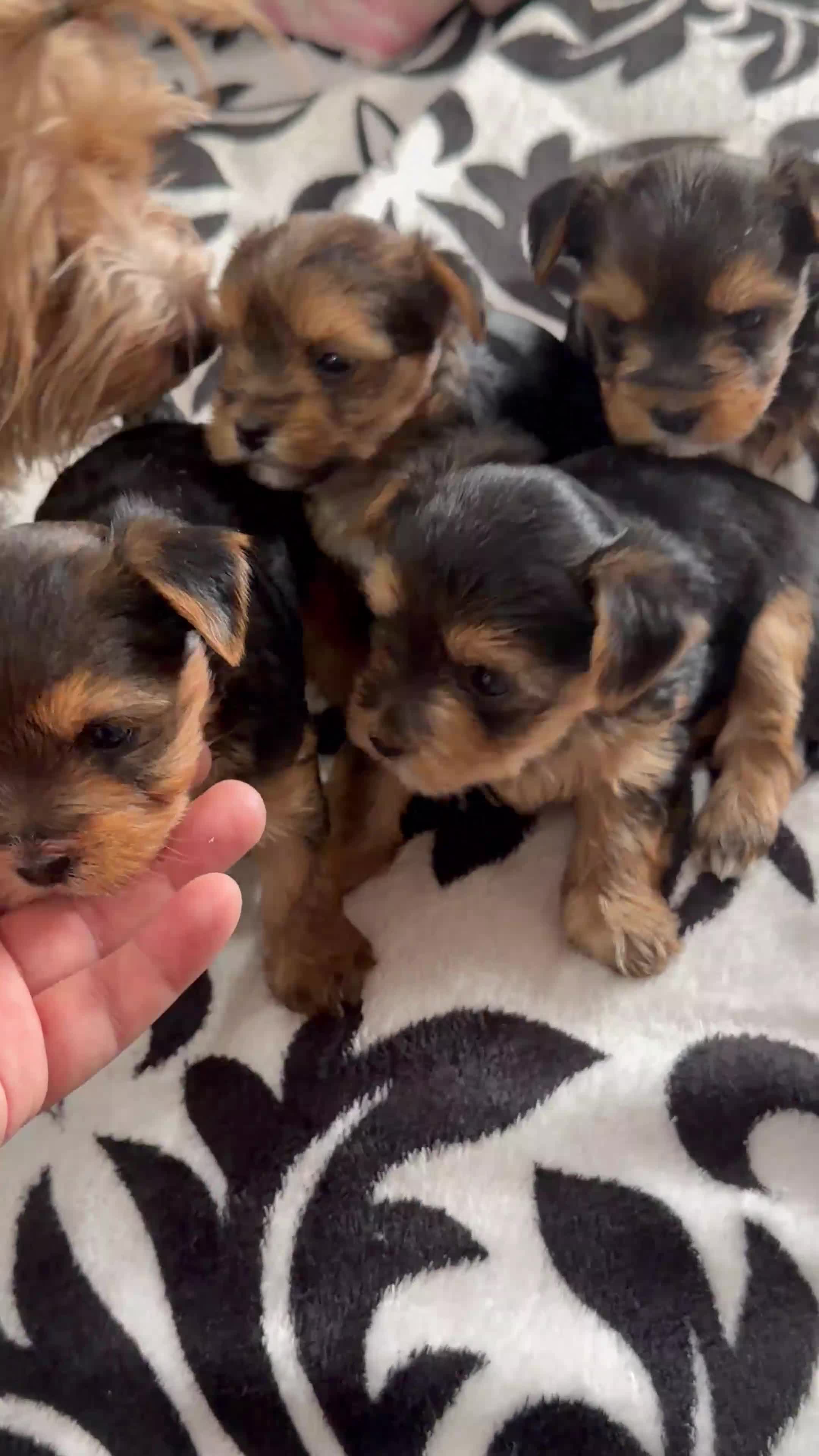 Yorkshire Terrier dogs for sale: Yorkshire Terrier Puppy ONLY ONE 1 FEMALE - Video 1