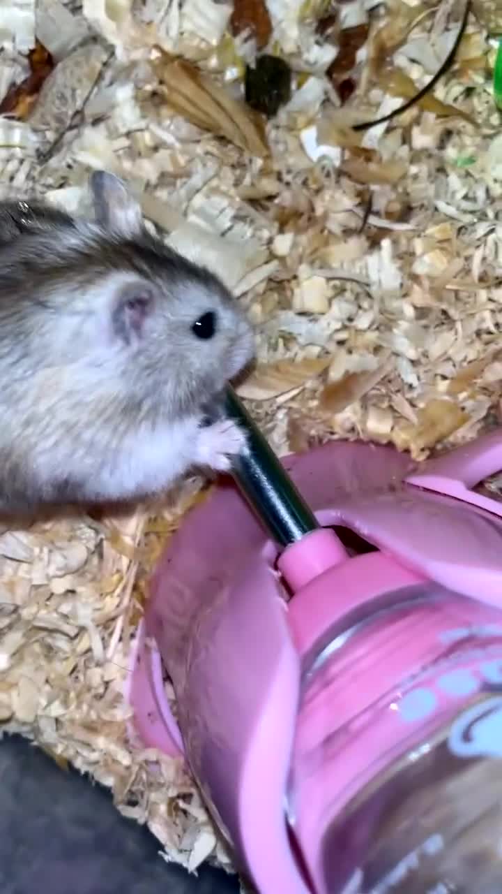 Hamster rodents for sale: Whiskey 🐹 13 month old Female Dwarf hamster  - Video 1