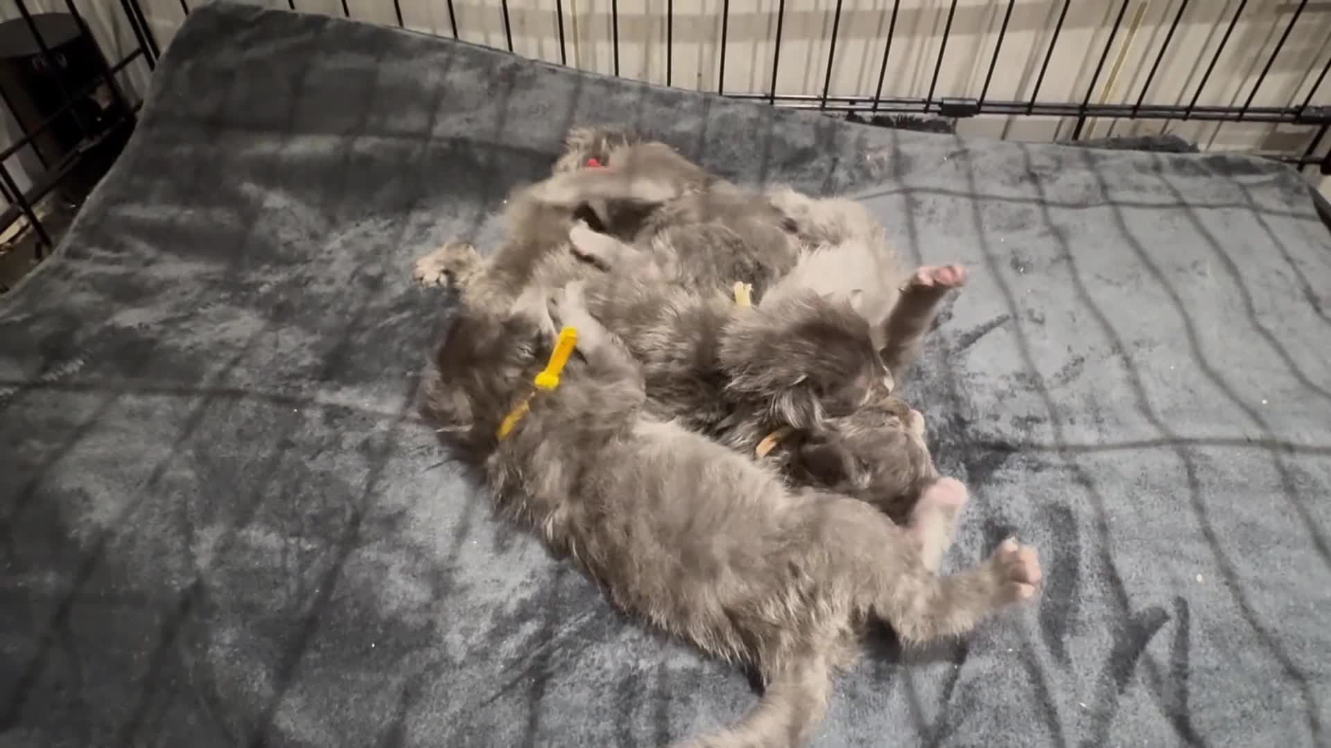 Maine Coon cats for sale: Stunning TICA GCCF Russian Blue Maine Coons - Video 2