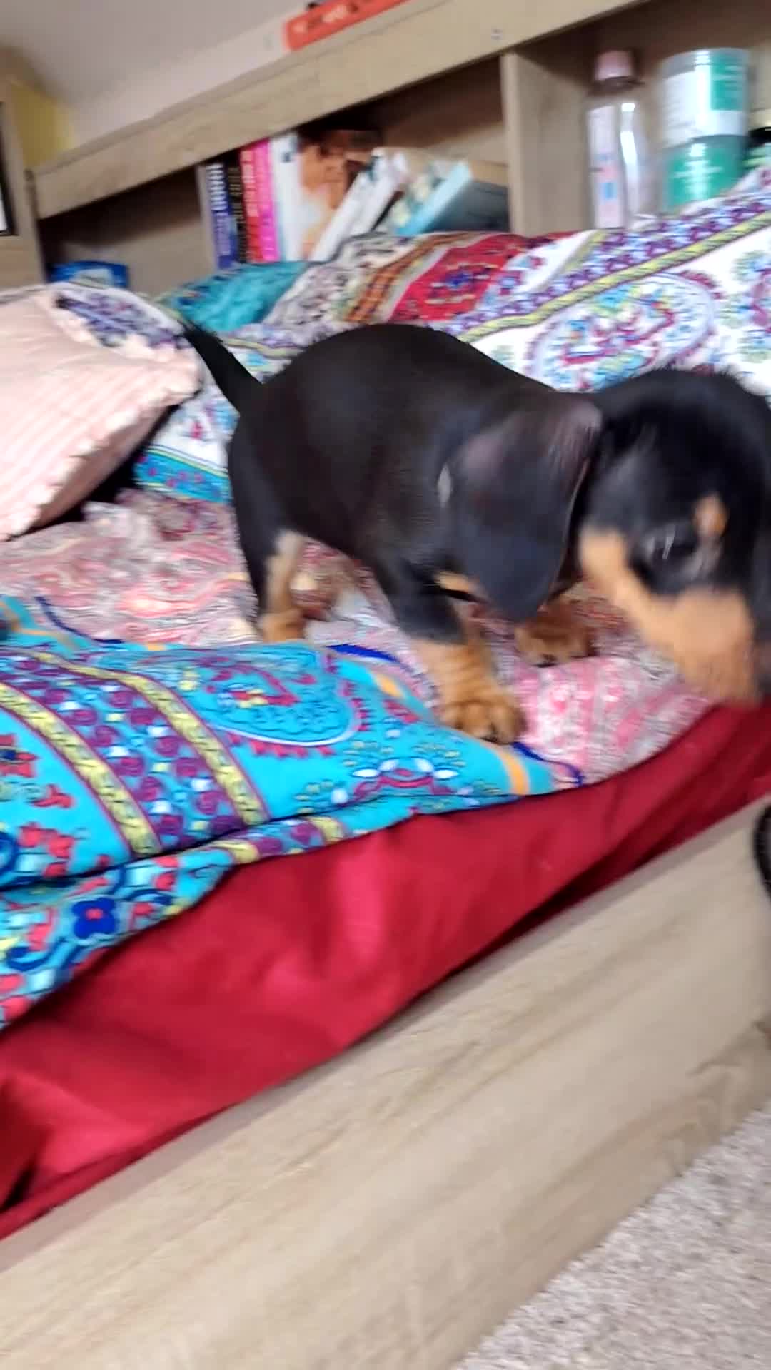 Jackshund dogs for sale: Jack Russell x dachshund  - Video 1