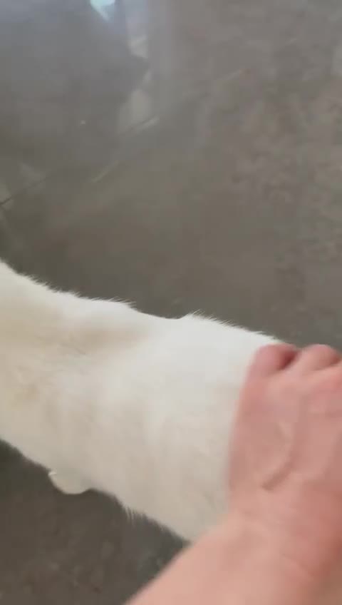 Mixed Breed cats for adoption: CASPAR BSH ?? HEALTHY CALM CUDDLY  - Video 4