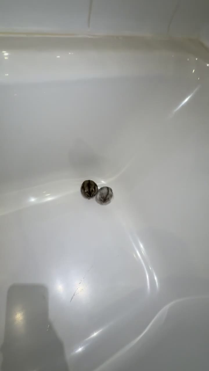 Hamster rodents for sale: 🐹Sweet baby hamsters-two girls left!🐾🩷 - Video 1