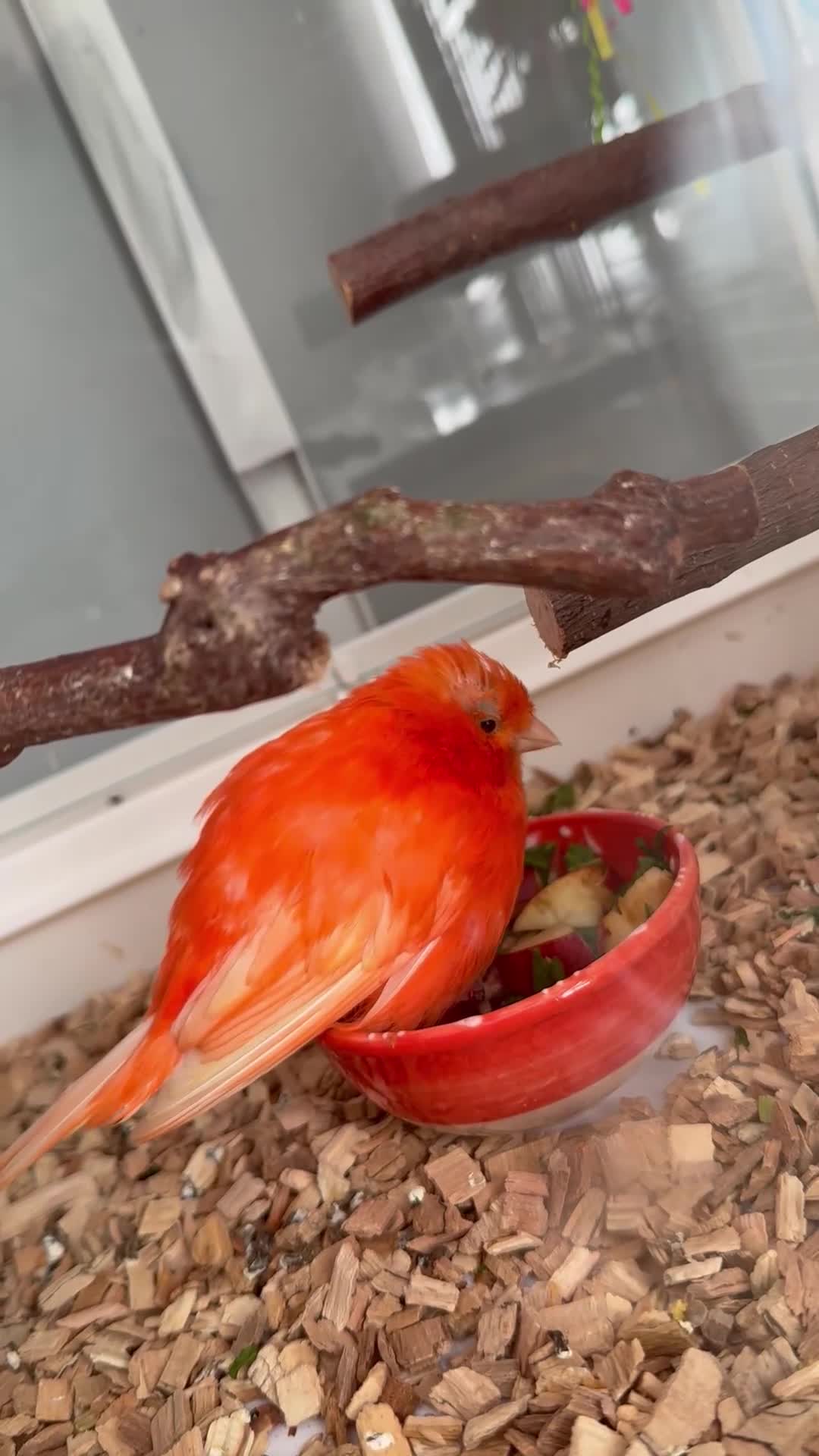 Canaries birds for sale: Red factor male canary and beautiful cage!  - Video 1