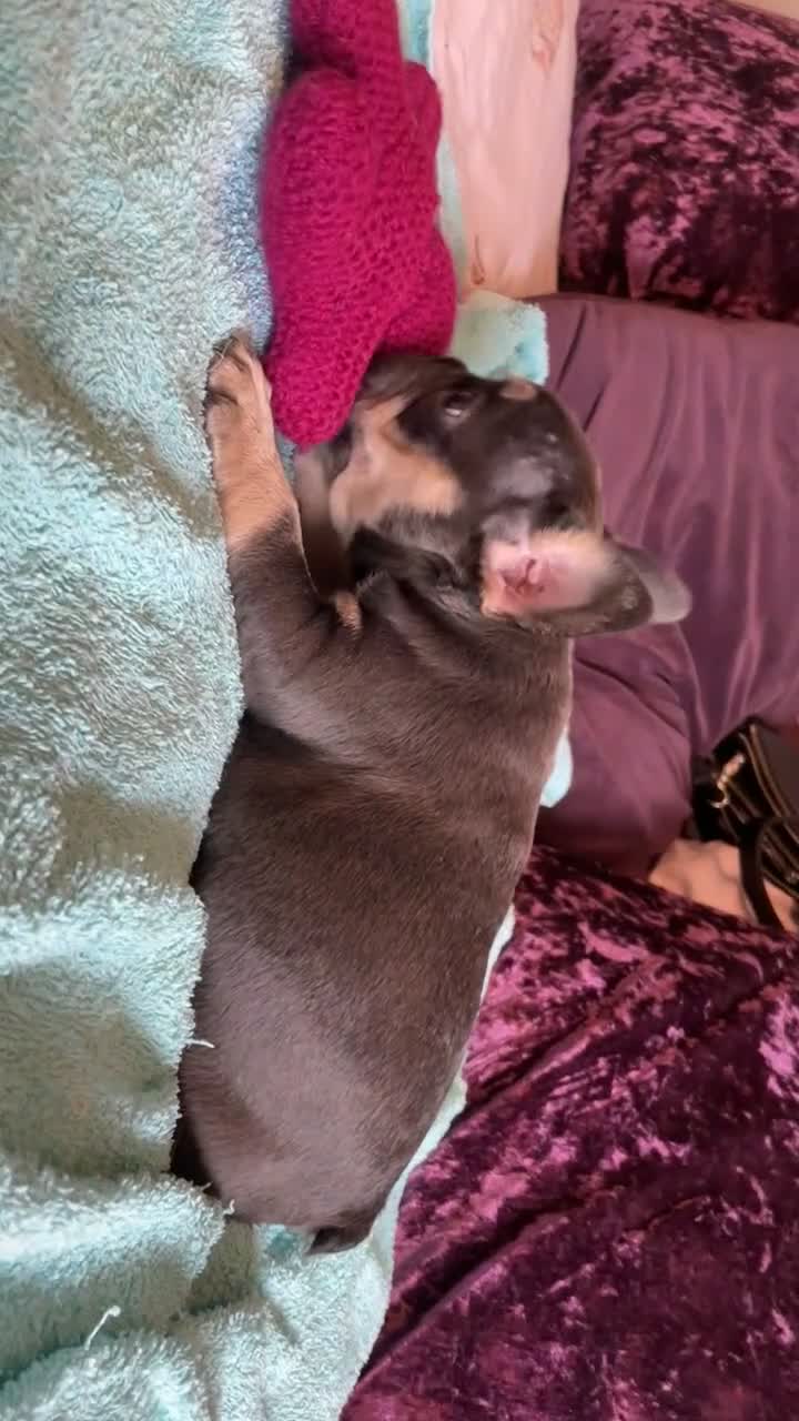 French Bulldog dogs for sale: One lilac female French bulldog puppy left🐶🐾💞 - Video 1