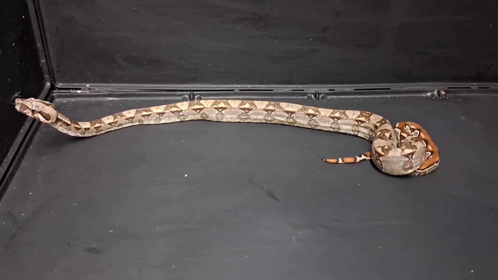 Boa Snake reptiles for sale: Baby Female Boa constrictors  - Video 1