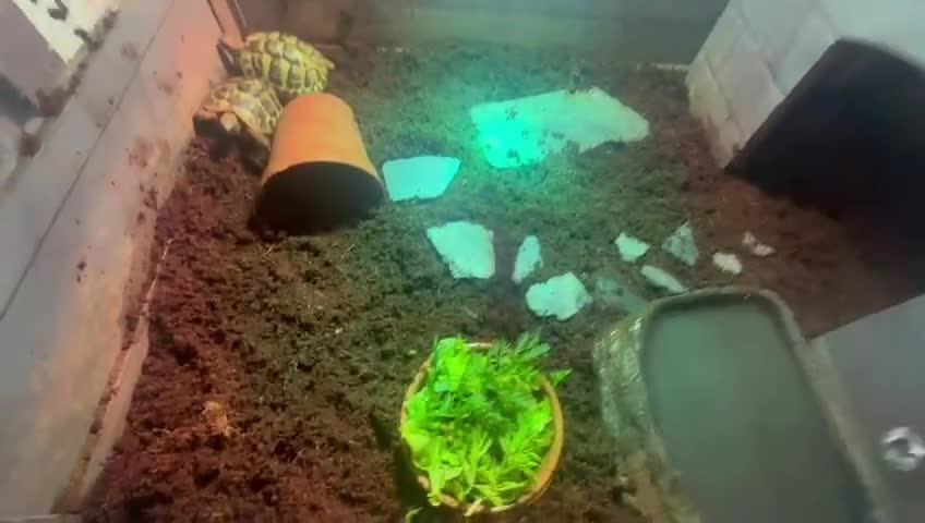 Hermann Tortoise reptiles for sale: 2 Herman tortoises for sale with full set up - Video 2