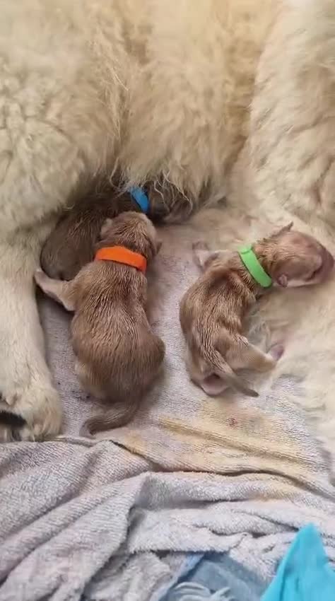 Chow Chow dogs for sale: 6 chow chow puppies for sale - Video 2