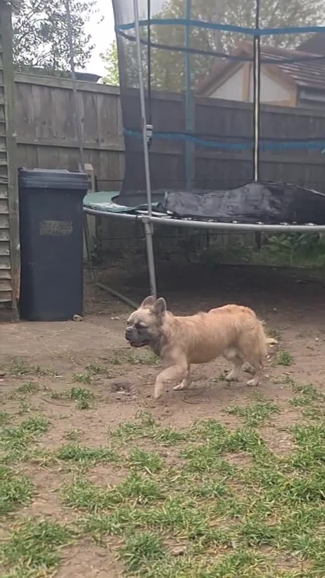 French Bulldog dogs for stud: 💎 Yuan – Proven Visual Fluffy Sire ✨ - Video 1