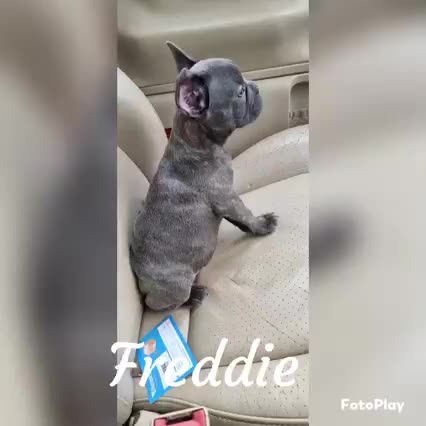 French Bulldog dogs for sale: Freddie  - Video 1