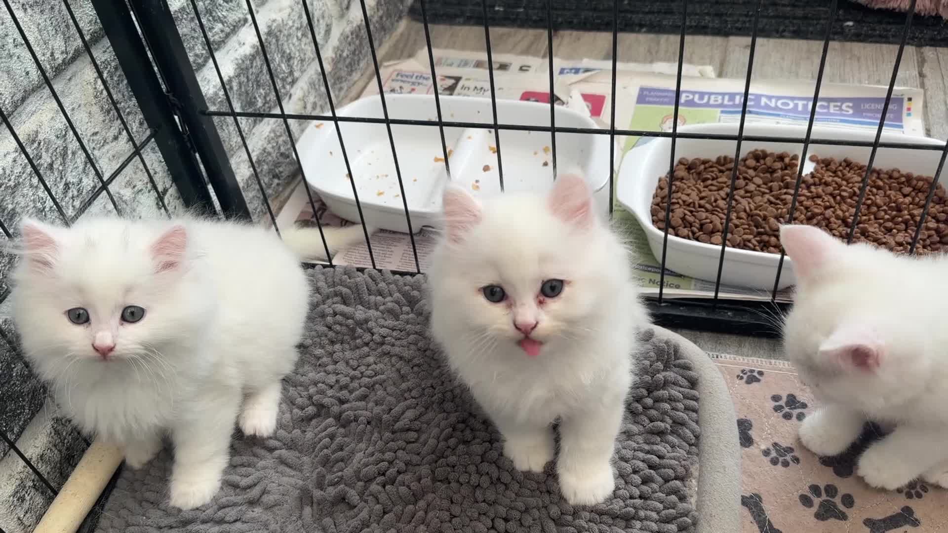Persian cats for sale: 4 beautiful Persian x kittens, ready now - Video 1