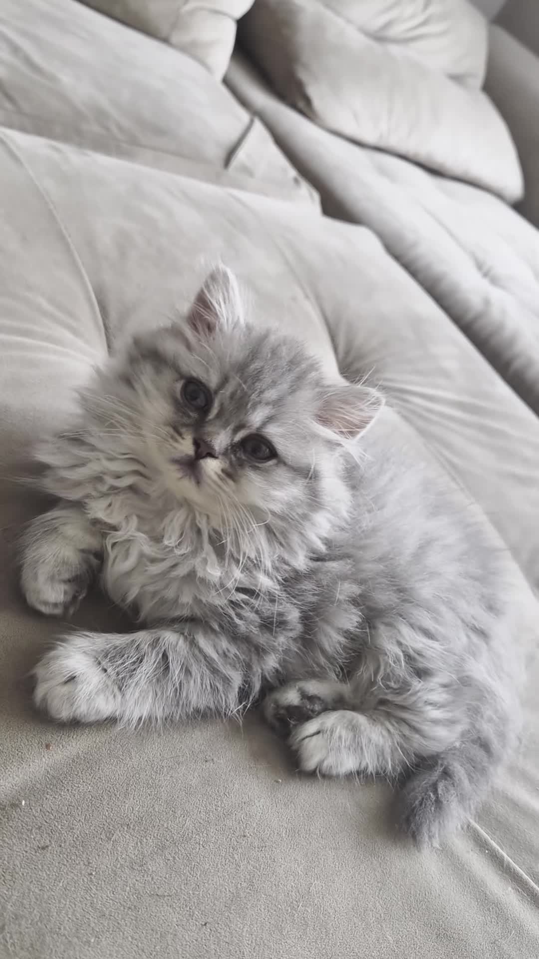 British Shorthair cats for sale: Amazing British shorthair and longhair. - Video 1
