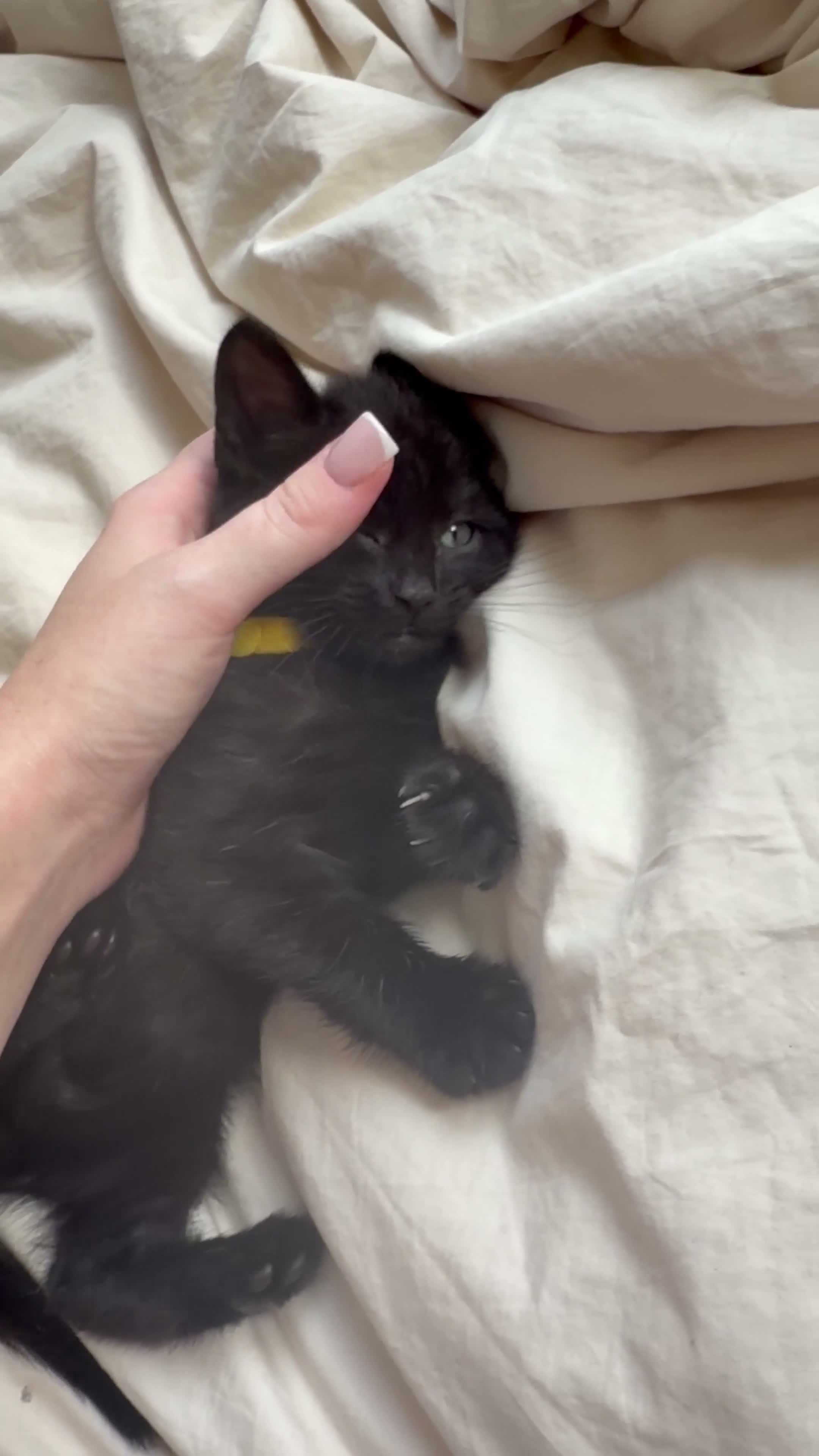Domestic Shorthair cats for sale: Little black kitten  - Video 1