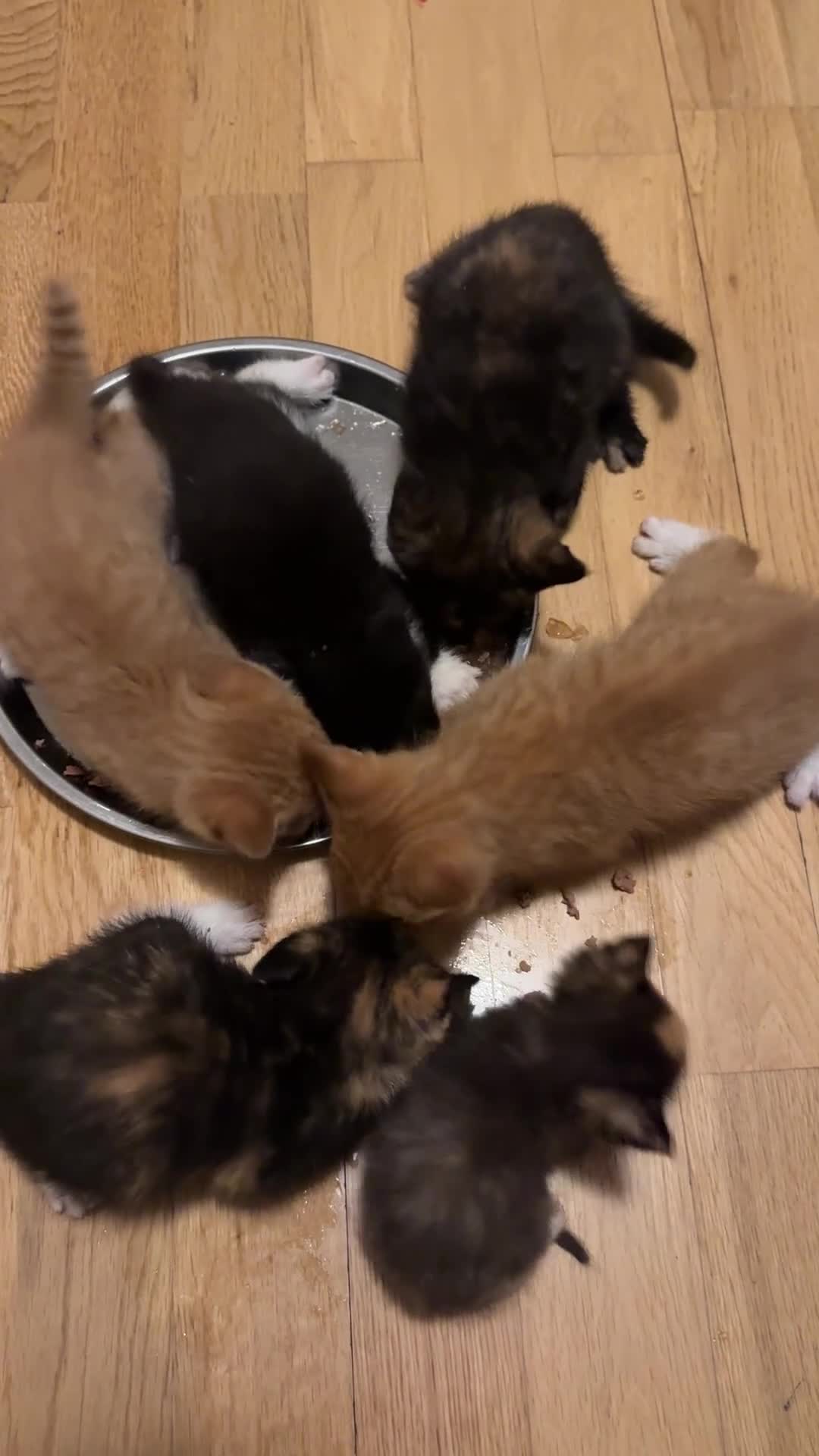 Mixed Breed cats for sale: Litter of 6 Kittens - Video 2