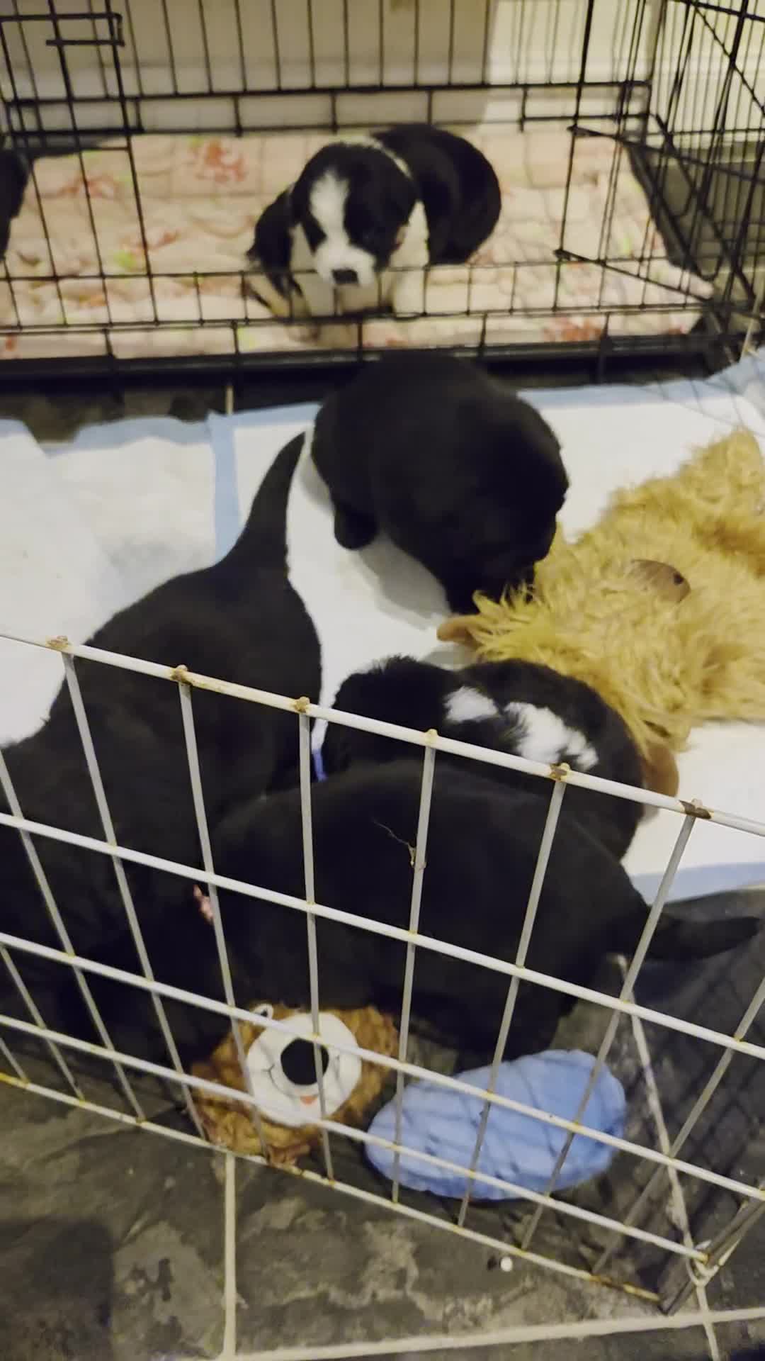 Mixed Breed dogs for sale: Gorgeous St Bernewfie Puppies - Video 2