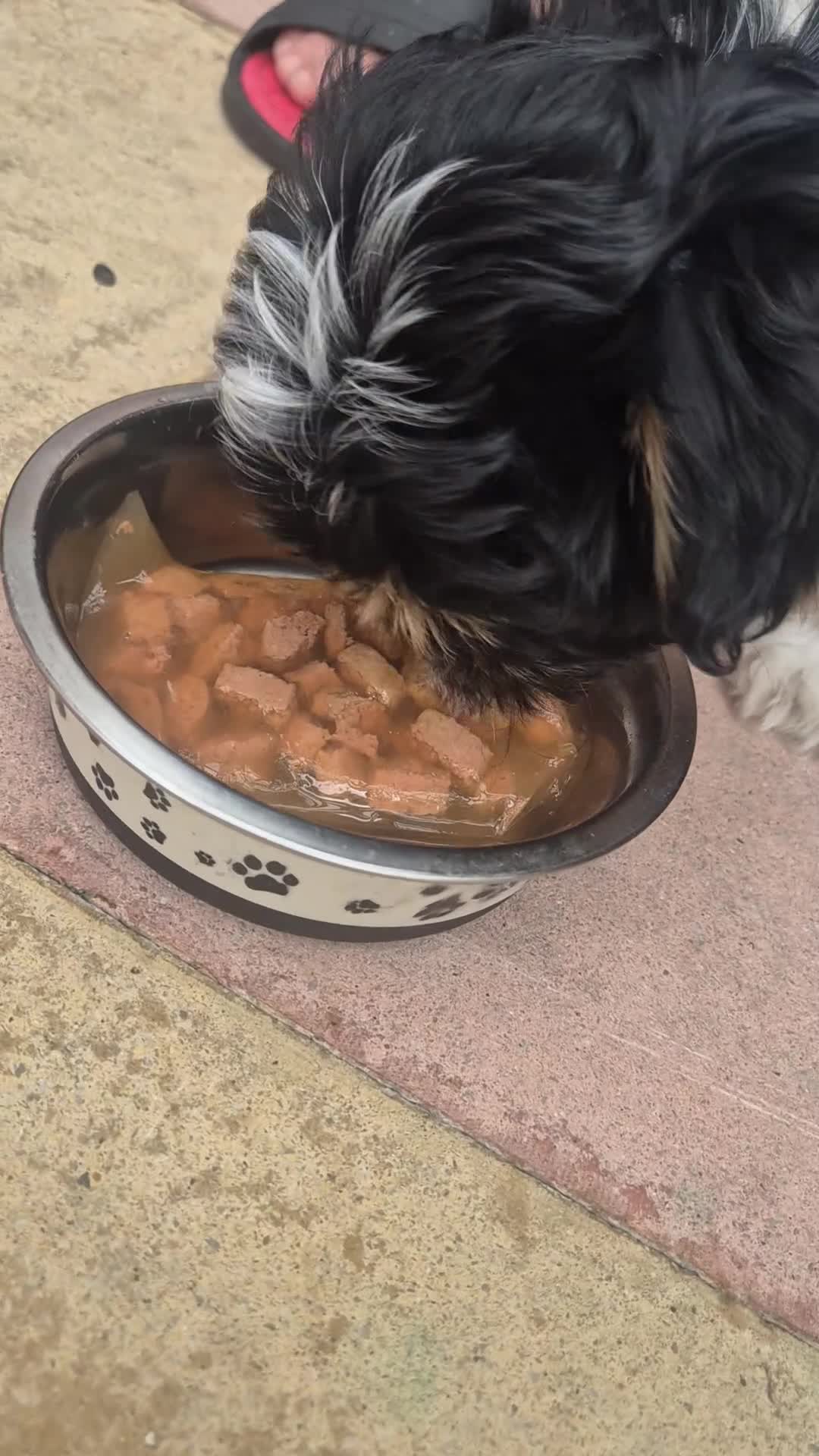 Malshi dogs for sale: Little puppy for sale  in Wellingborough - Video 3