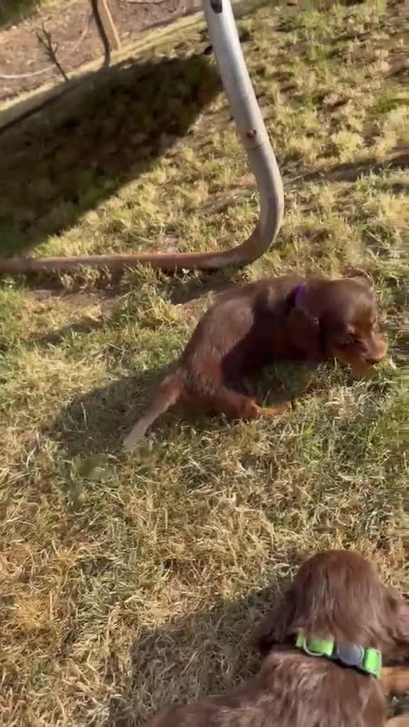 Miniature Dachshund dogs for sale: Long Haired Miniature Dachshund  - Video 2