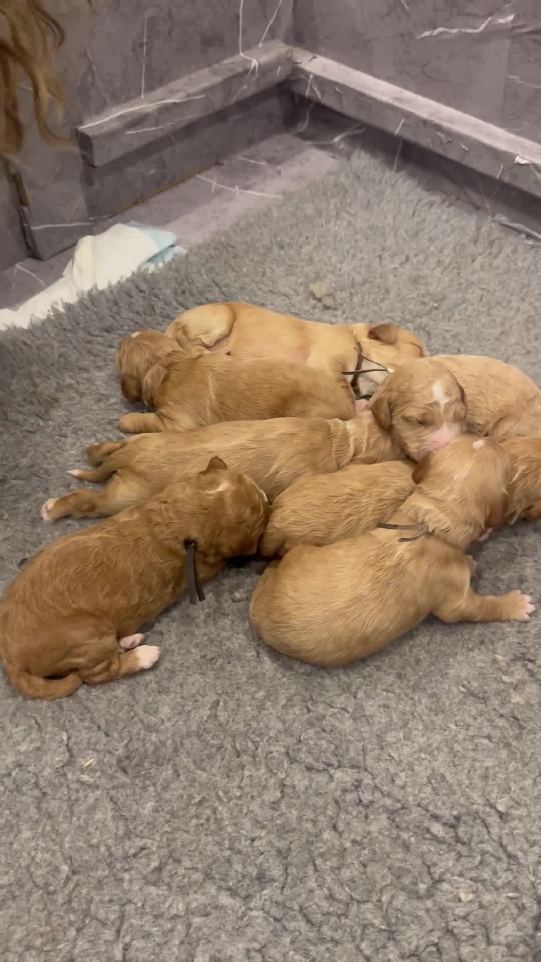 Goldendoodle dogs for sale: Golden doodles F2b - Video 1
