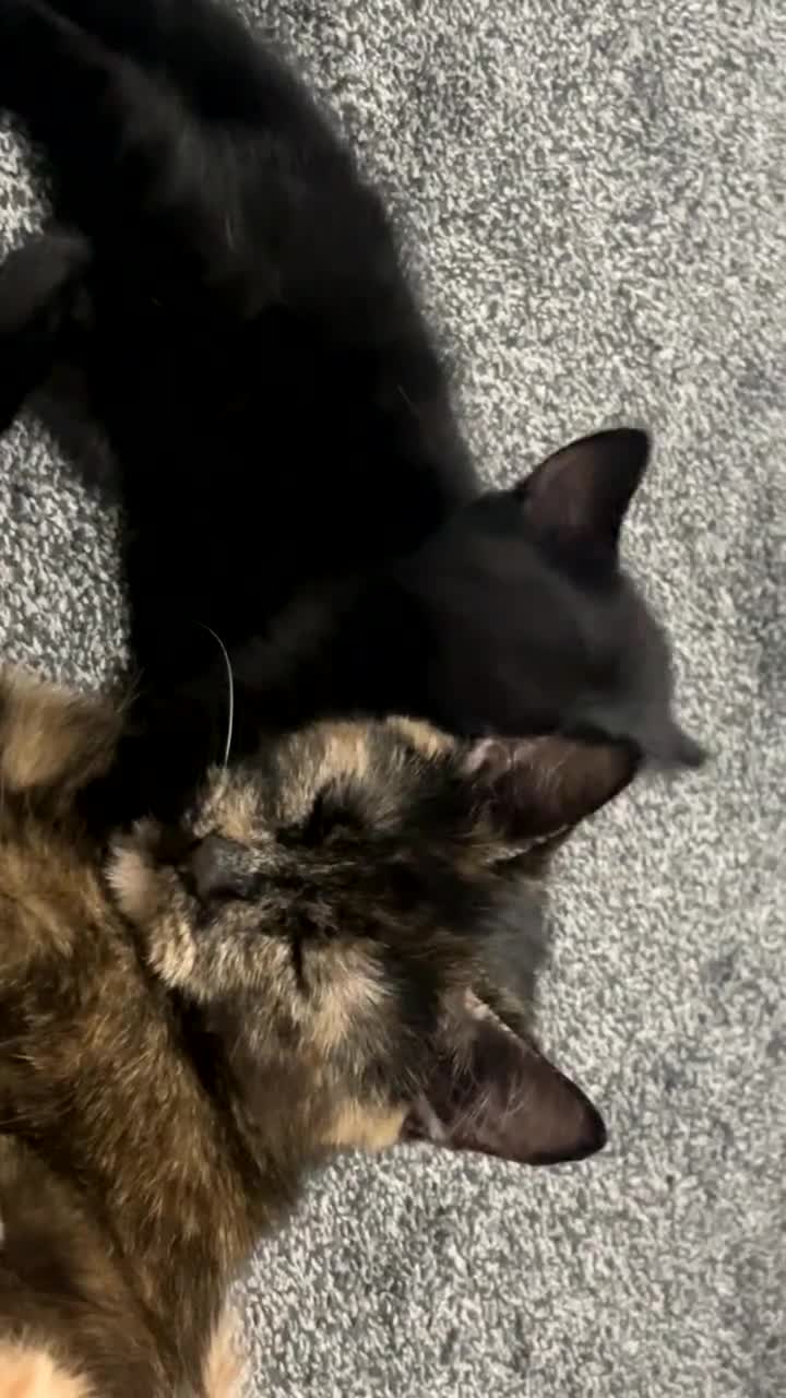 Domestic Shorthair cats for sale: Domestic Shorthairs - Tabbies and Ginger babies  - Video 1