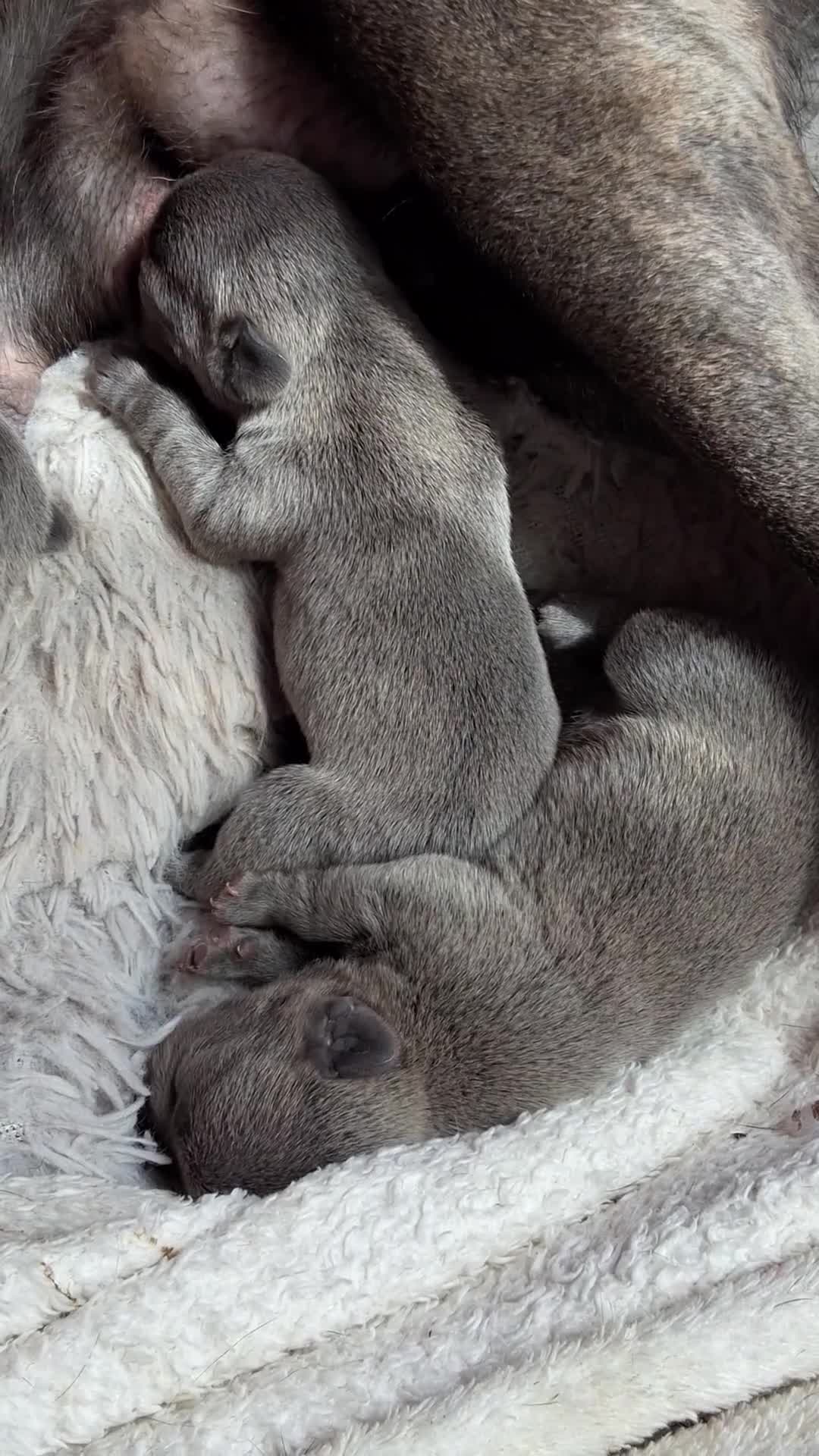 French Bulldog dogs for sale: Blue FrenchBulldog Puppies 3 Generations of Health - Video 2