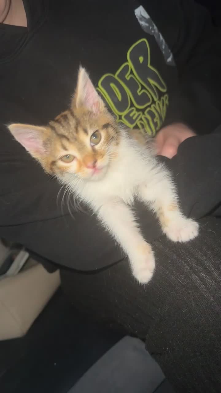 Mixed Breed cats for sale: 4 adorable kittens - Video 2