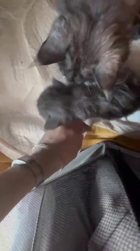 Maine Coon cats for sale: Purebred  - Video 2