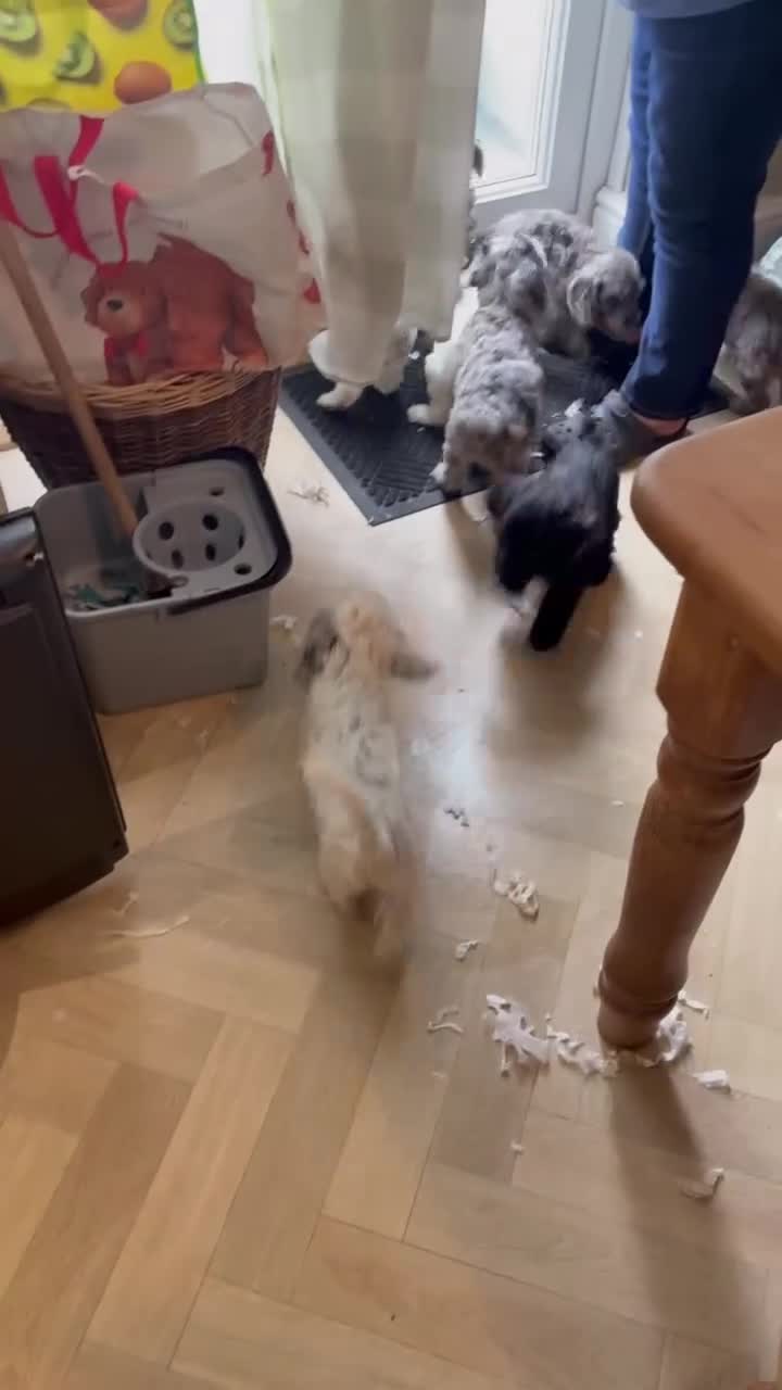 Cockapoo dogs for sale: Beautiful, gentle, fully-trained Merle Cockapoo - Video 1