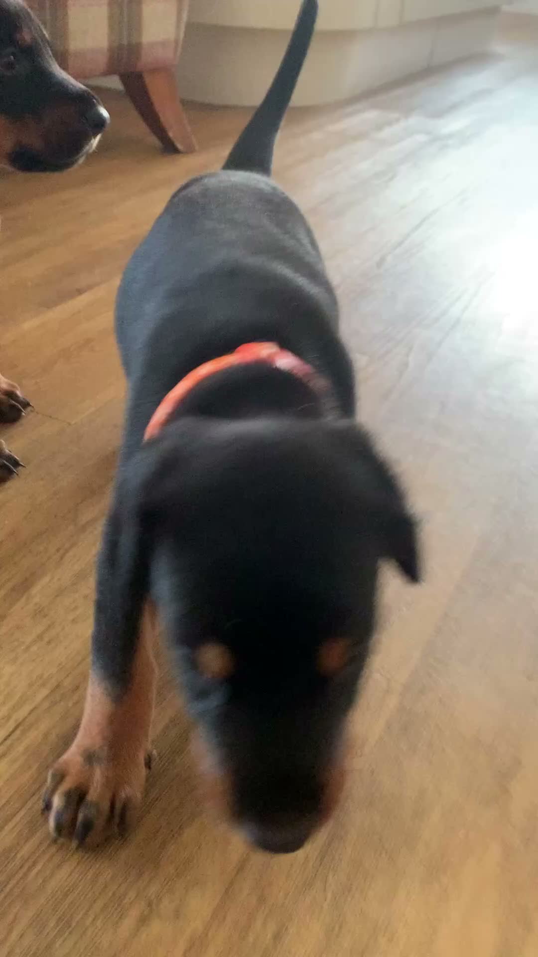 Dobermann dogs for sale: KC Registered big and strong Doberman puppies!! - Video 3