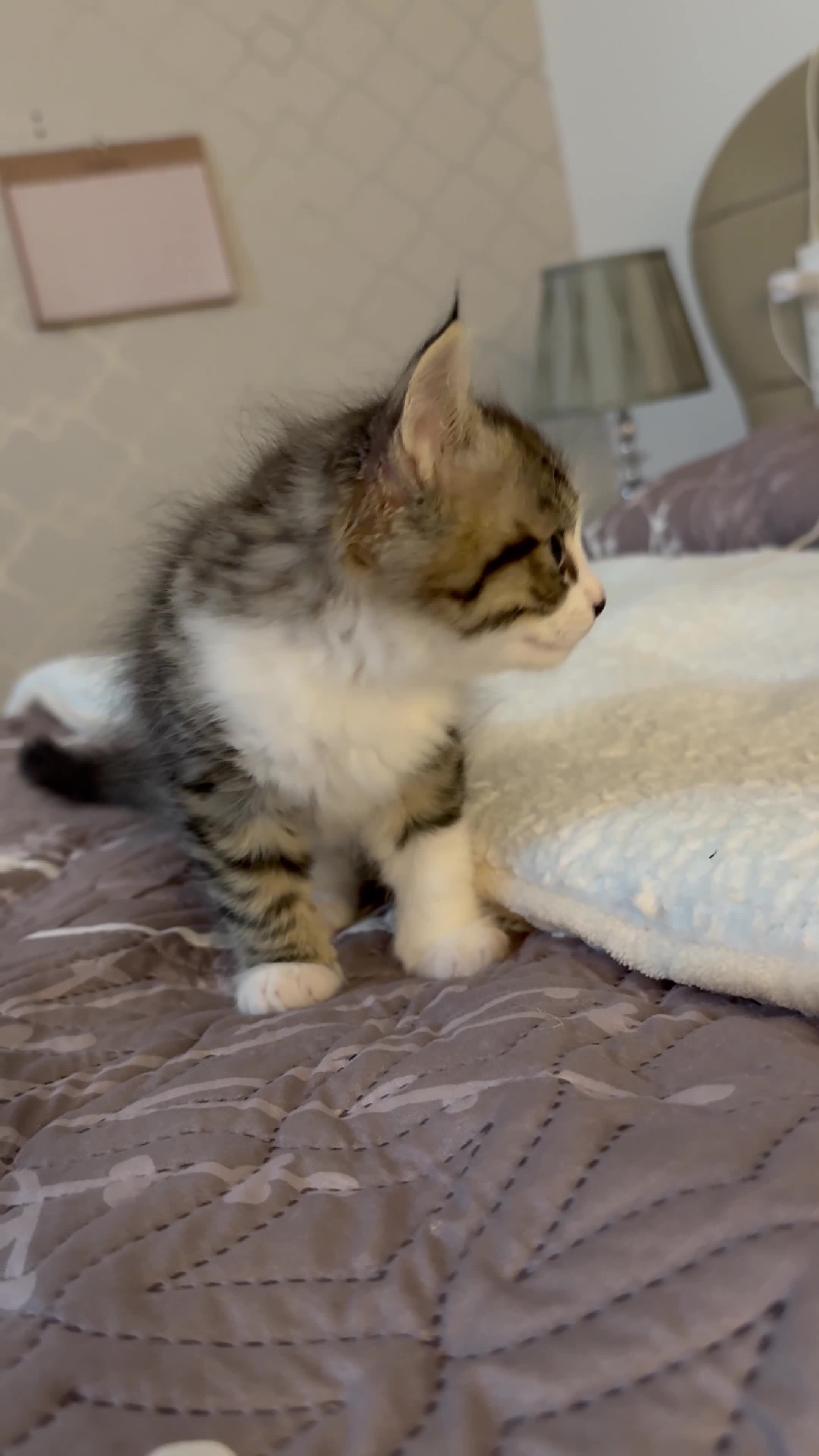 Mixed Breed cats for sale: Beautiful Ragdoll x Domestic Longhair Kittens - Video 2