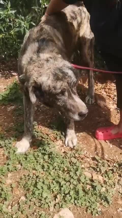 Mixed Breed dogs for adoption: Meet Leo 🥰 the gentle gient 🐶🐾 - Video 1