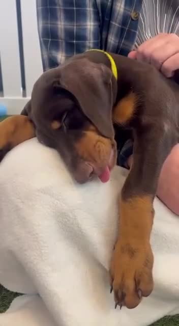 Dobermann dogs for sale: Dobermann Puppies in Colchester - Video 1