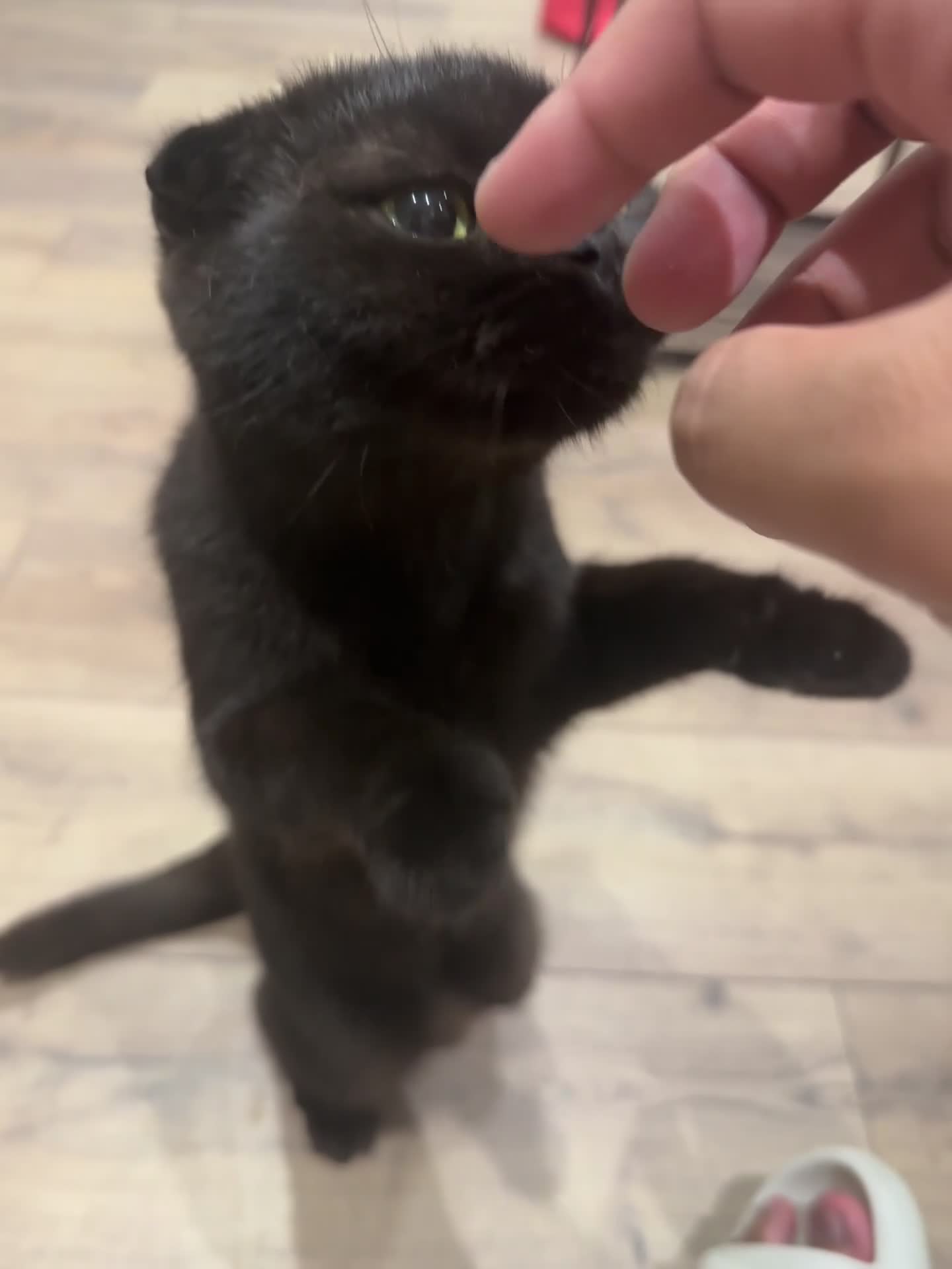 Scottish Fold cats for sale: Scottish munchkin fold female - Video 1