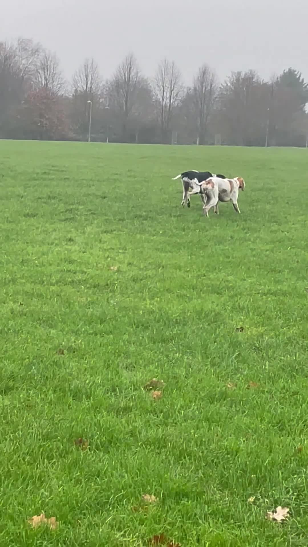 Pointer dogs for sale: English pointers - Video 1