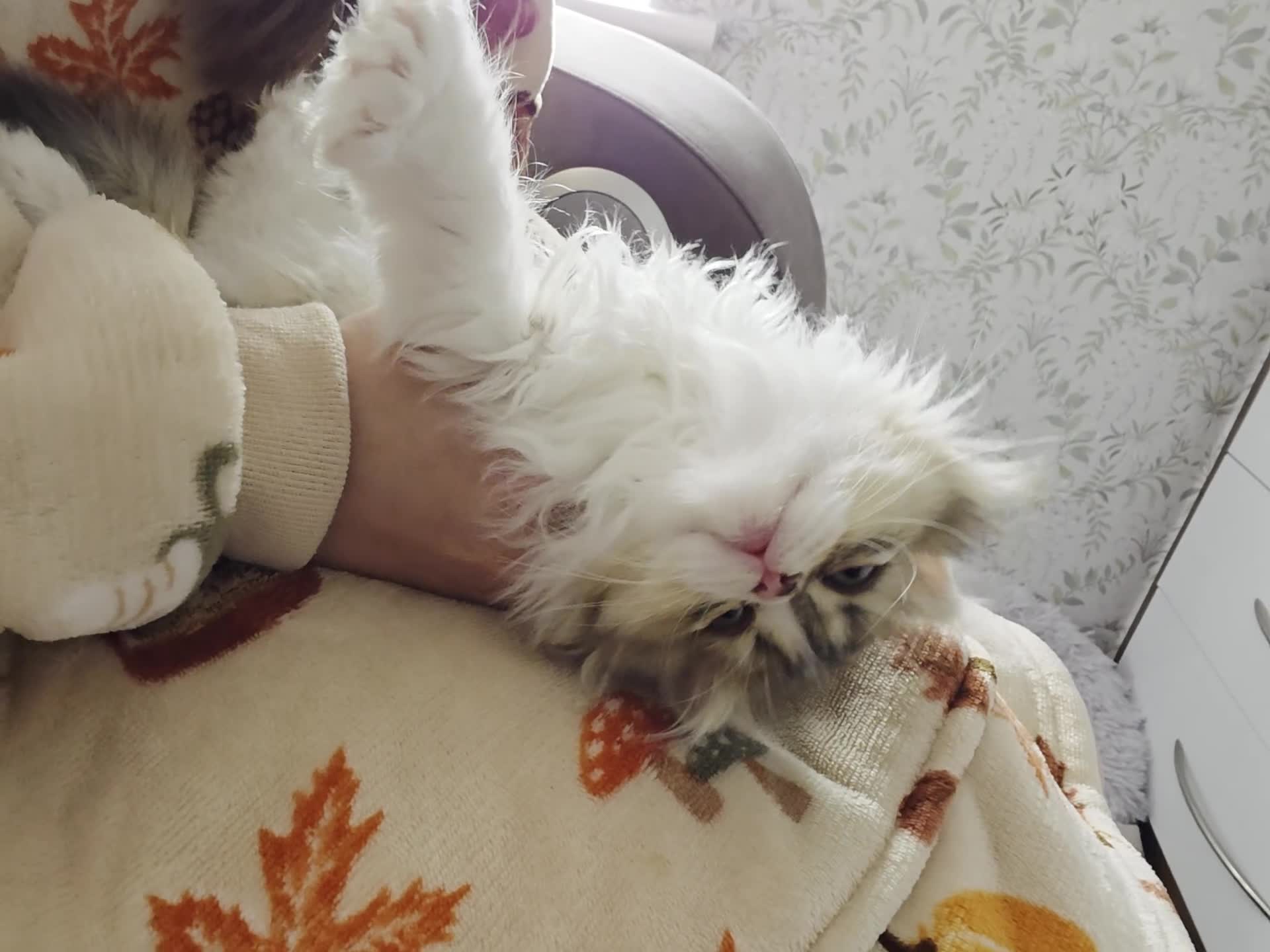 Scottish Fold cats for sale: STUNNING TICA REGISTERED SCOTTISH BABIES  - Video 2