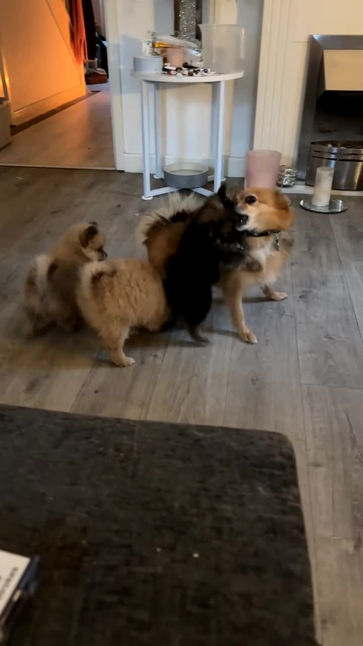 Pomeranian dogs for sale: Pomeranian puppies - Video 5