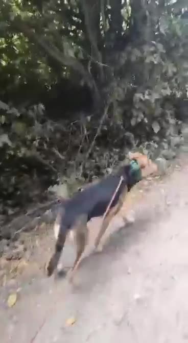 Mixed Breed dogs for adoption: CALEB - 10 months old, Handsome Hound Mix Boy - Video 1