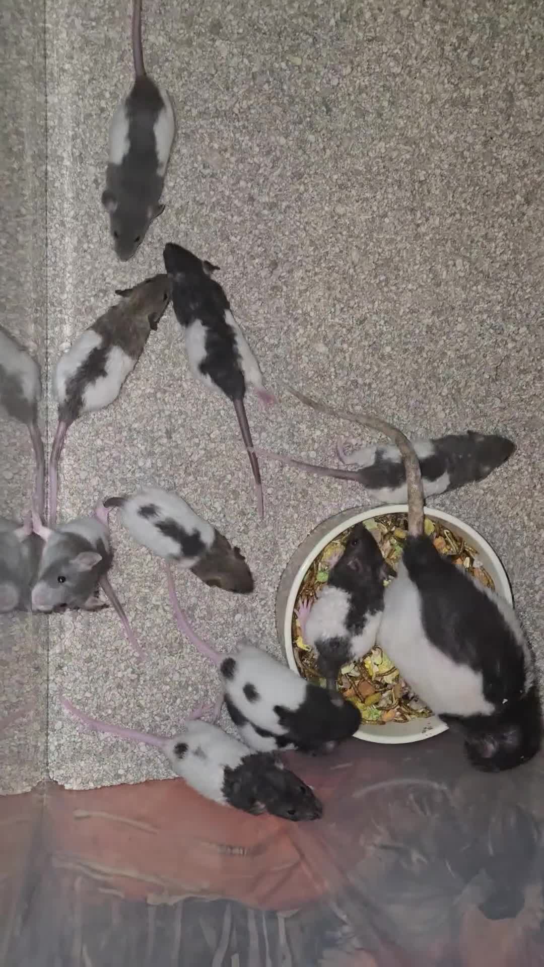 Rat rodents for sale: Gorgeous Baby Rats, Ready to Reserve  - Video 1