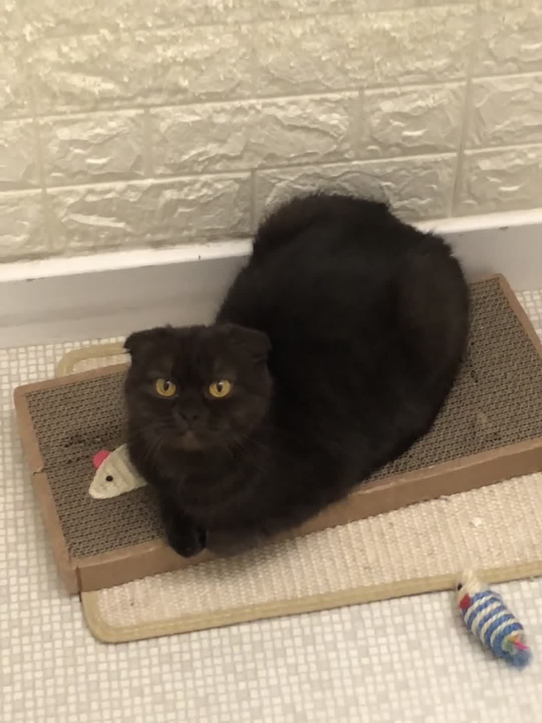 Scottish Fold cats for sale: 🐾 Rare Chocolate Beauty in Edinburgh 🏡 - Video 1