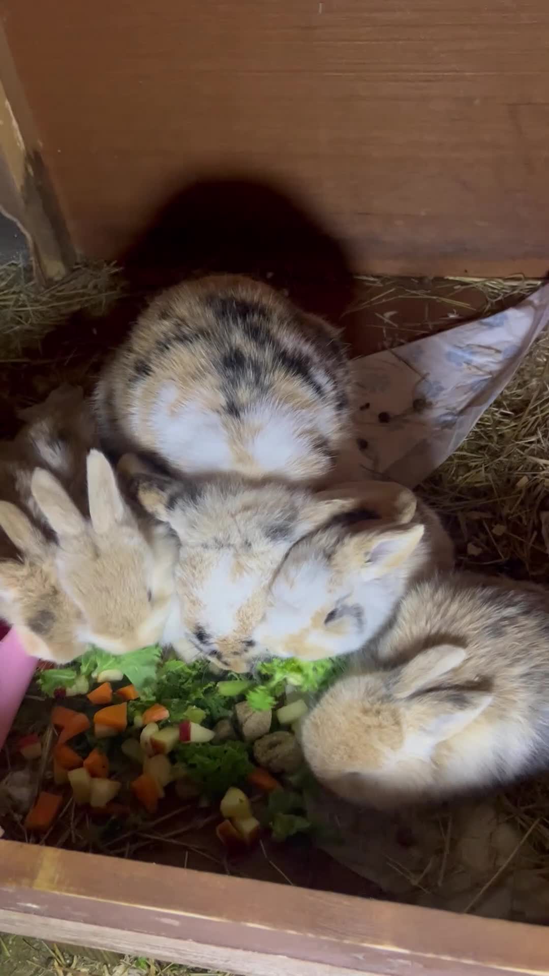 Mini Lop rabbits for sale: Stunning Mini Lops - Video 1